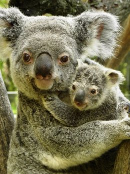 EyePet, el primer koala nacido en España, en brazos de su madre