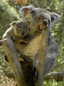 'Eyepet', el primer koala nacido en España, en brazos de su madre