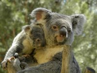 El Zoo Aquiarium de Madrid exhibe a la única cría de koala nacida en España