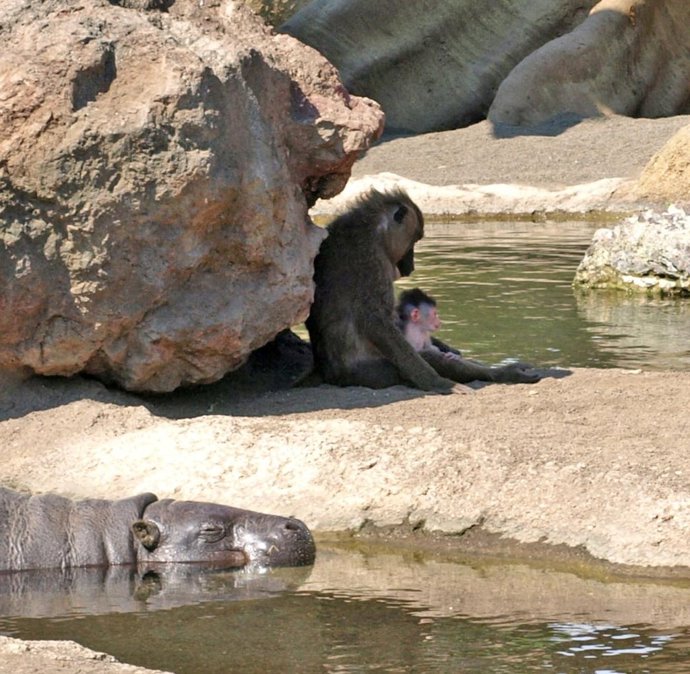 El parque valenciano acoge un nuevo habitante
