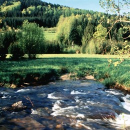 naturaleza rio prado agua arboles