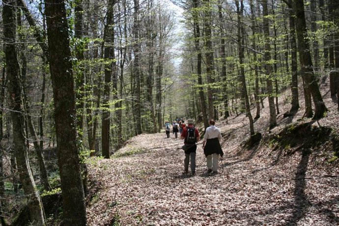 Rutas por los bosques del sur de Cantabria