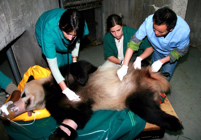 La osa panda, durante una inseminación