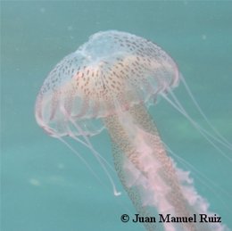 Pelagia Noctiluca, una medusa habitual del Mediterráneo