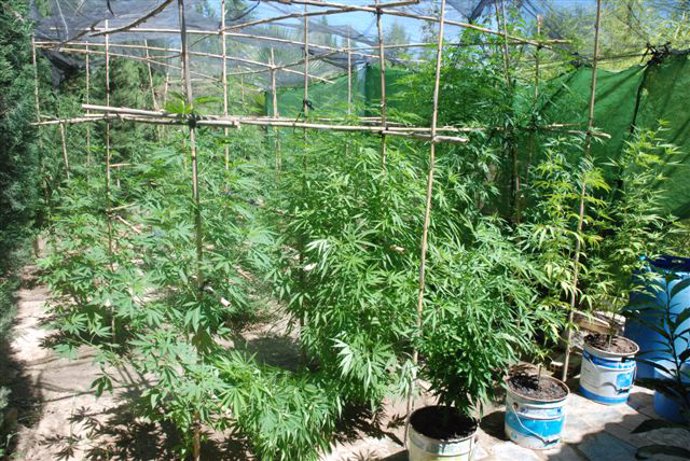 Plantación de marihuana en Jauja