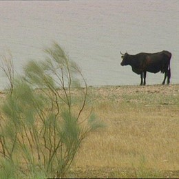 toro embalse reserva bastante agua recursos