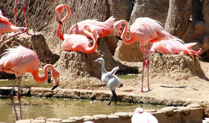 Cría de flamenco rojo caribeño, especie en peligro de extinción nacida por prime