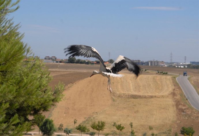 Polluelos en Fuenlabrada