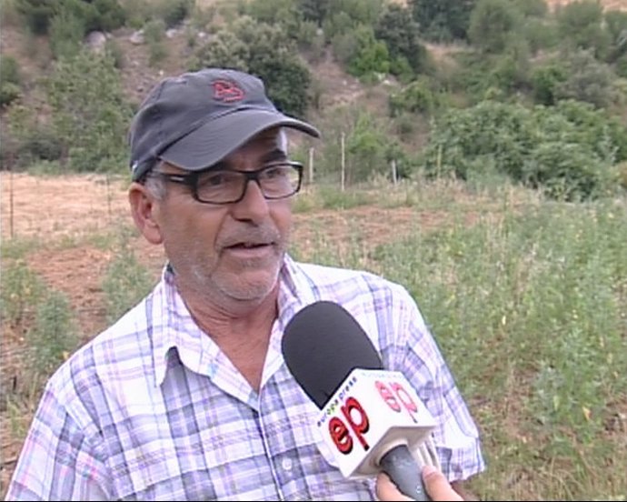 Los jabalíes destrozan las cosechas