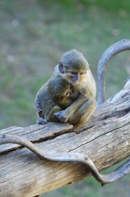 La cría del primate talapoín norteño nacida en el Bioparc de Fuengirola con su m