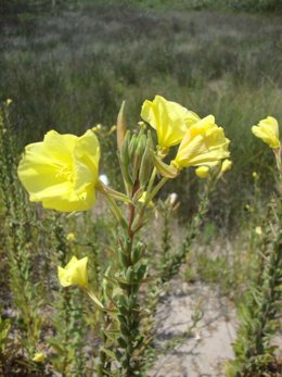 Trabajadores evitan la proliferación de plantas invasoras
