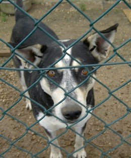 Perro en una perrera