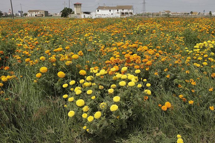 Clavellones que se lanzarán en la tradicional Batalla de Flores