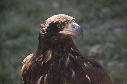 El águila perdicera es la especie animal más amenazada de Castilla y León,  con sólo 15 parejas identificadas