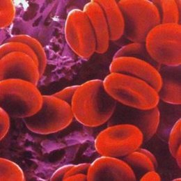 sangre globulos rojos hematies microscopio