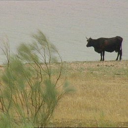 toro embalse reserva bastante agua recursos