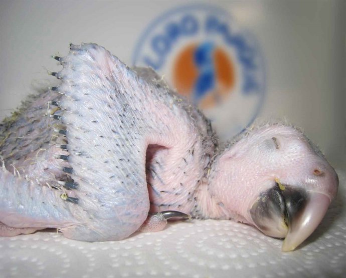 Nota De Prensa Nace Un Guacamayo De Spix En Loro Parque Fu