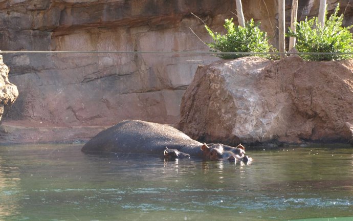 Madre y cría hipopótama en el Bioparc