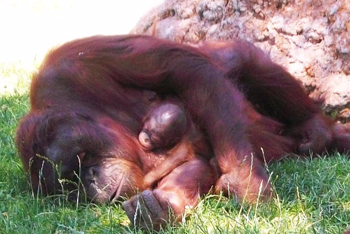 Cría de orangután con su madre