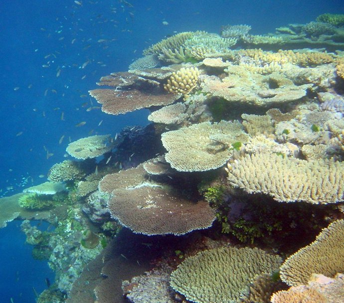 Coral sano