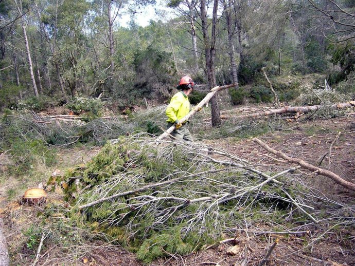 Trabajos de recuperación de los bosques en Catalunya