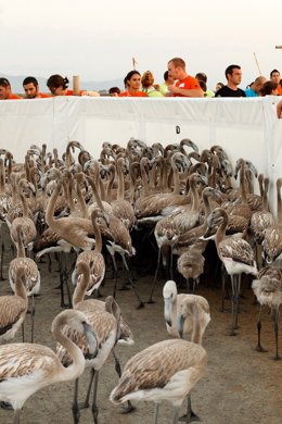 Voluntarios participan en la campaña de anillamiento de flamencos del Delta del 