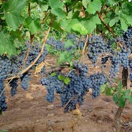 TINTO VENDIMIA TOLEDO UVAS RECURSOS