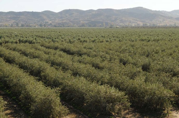 Plantaciones de Bogaris en Chile