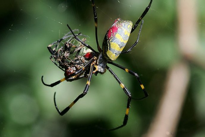araña