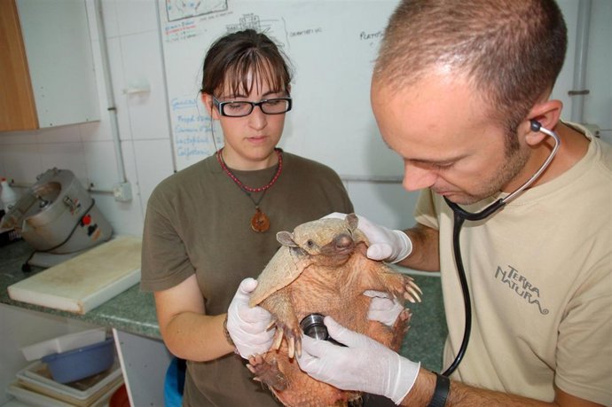 Los veterinarios atienden al armadillo