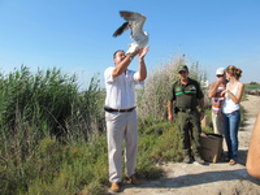 Agricultura libera dos ejemplares de aves en el Parque Regional de las Salinas y