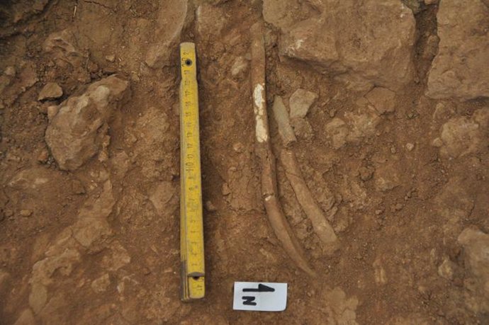 Costillas de ciervo de hace 50.000 años halladas en Moià (Barcelona)