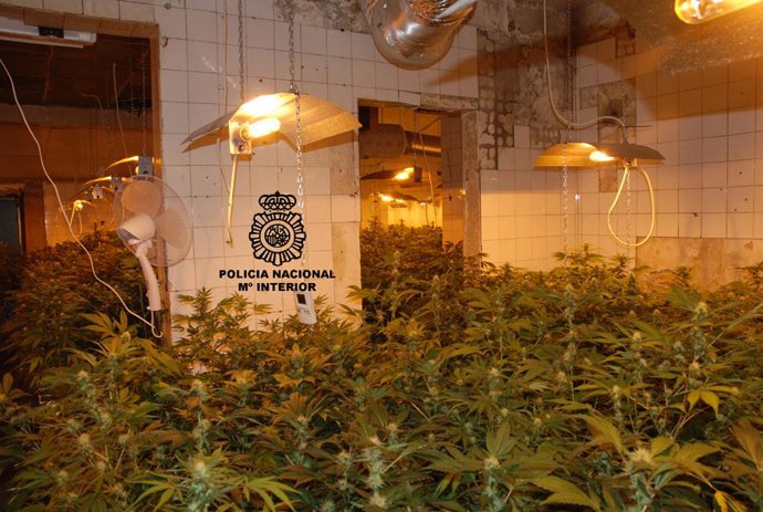 Plantas de Marihuana