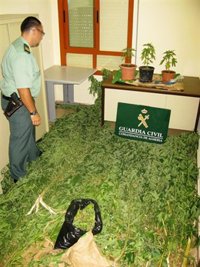 Detenida una persona a la que se intervino 30 plantas de marihuana ocultas entre chumberas