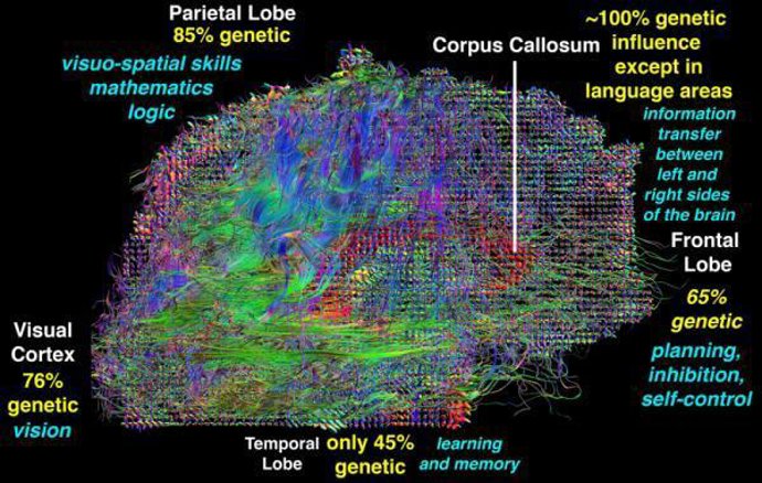 Cerebro humano