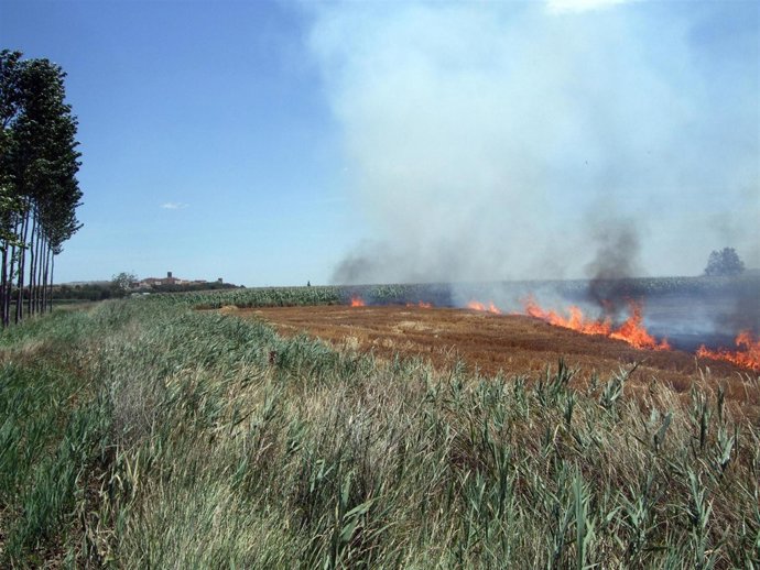 Terreno afectado por las llamas, entre Cadreita y Milagro.