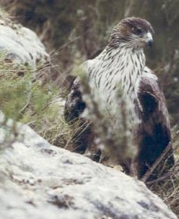 Águila perdicera