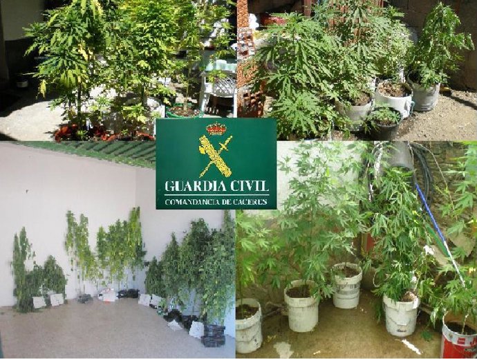 Plantas de marihuana