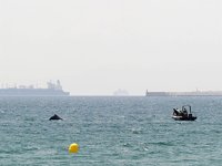 Restablecido el baño en la playa de Palmones, en Los Barrios, tras el avistamiento de ballenas
