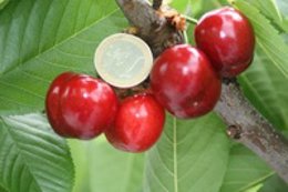 a imagen muestra el calibre de las cerezas comparadas con una moneda de euro