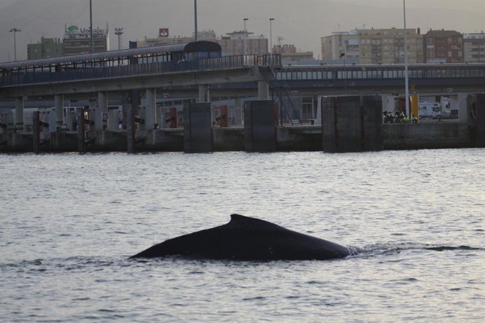 Una yubarta en el puerto de Algeciras
