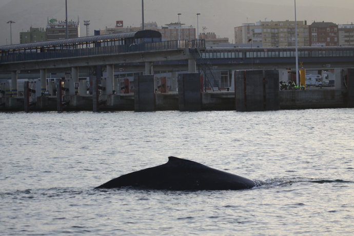 Ballena en Algeciras