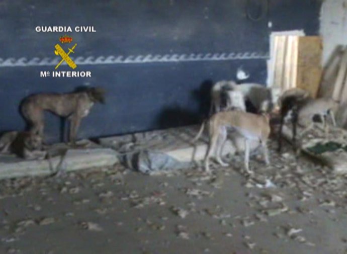 Situación de los galgos en la finca