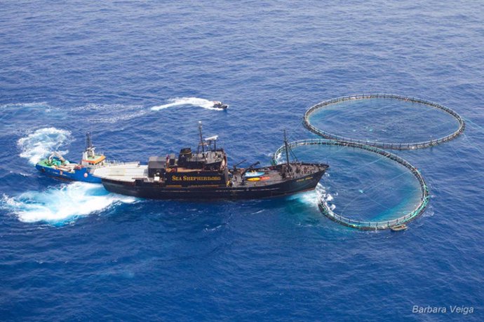 El 'Steve Irwin' liberando atunes rojos