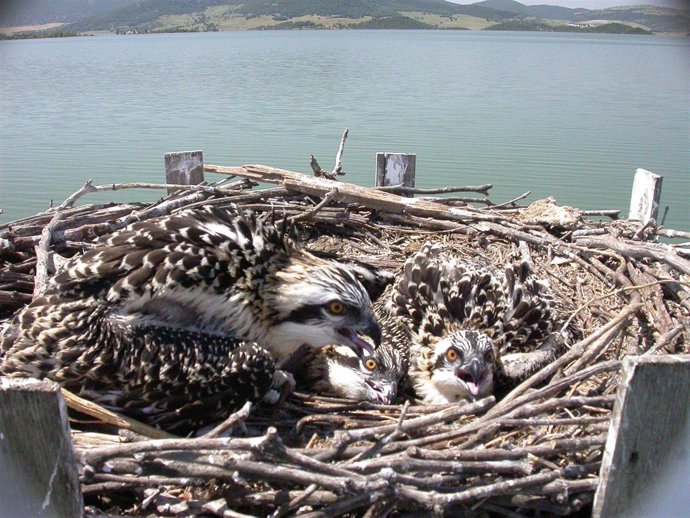 Dos parejas de águila pescadora se han reproducido por segundo año consecutivo e