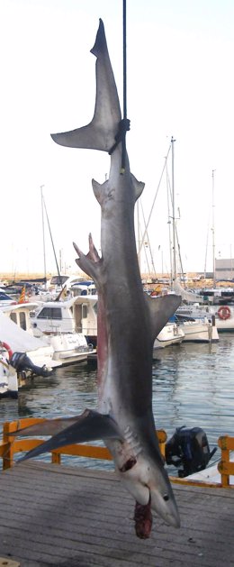 Tiburón de 2,5 metros cazado cerca de la costa de Arenys de Mar (Barcelona)