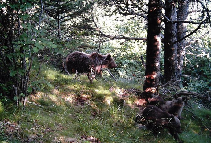 Hembra de oso pardo acompañada por sus cachorros en el Pirineo