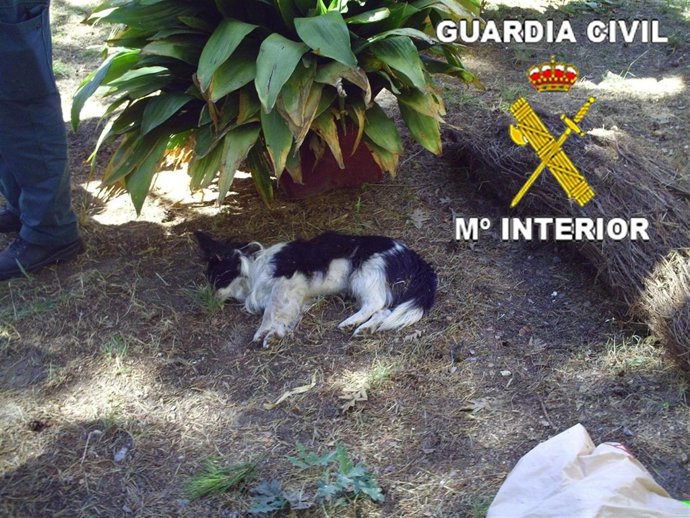 Víctima de maltrato animal