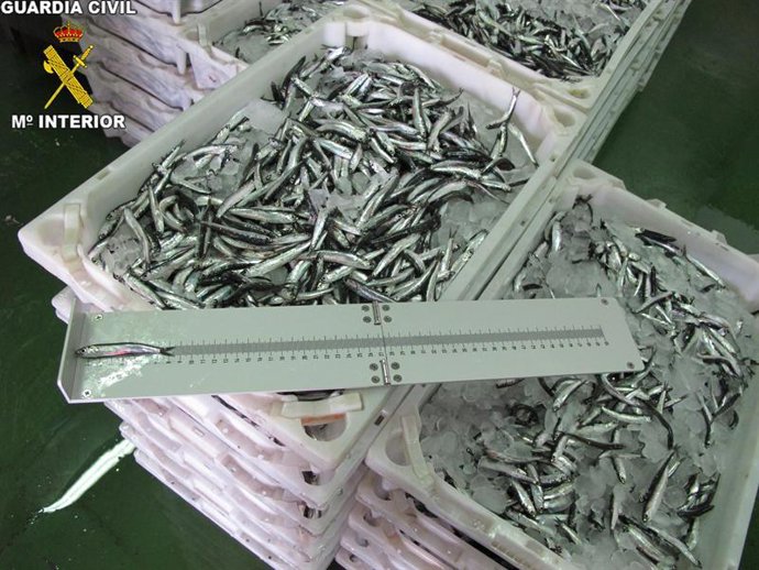 Pescado inmaduro incautado en España