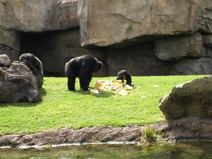 Celebración del cumpleaños de Chispi en el Bioparc
